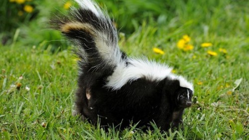get rid of skunks in your yard