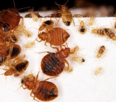 get rid of bed bugs fast and naturally