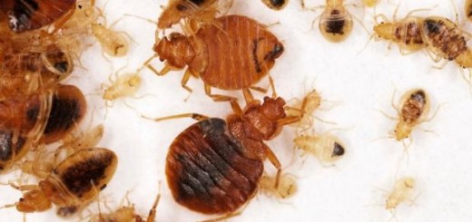 get rid of bed bugs fast and naturally