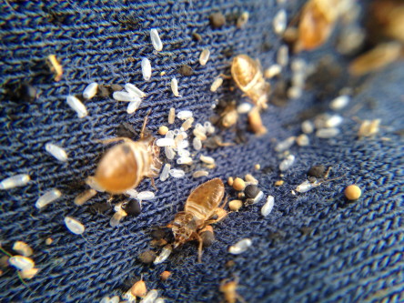 get rid of bed bugs from clothes