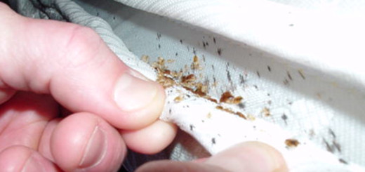 get rid of bed bugs in mattress