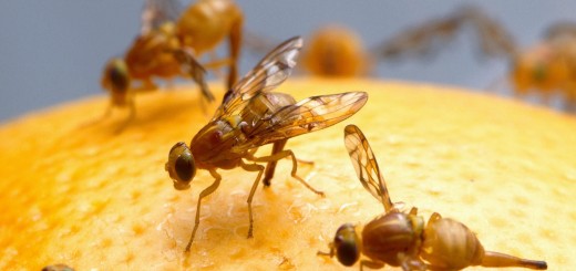 How To Get Rid of Fruit Flies in the House