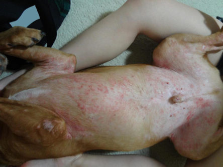 scabies on dogs pictures