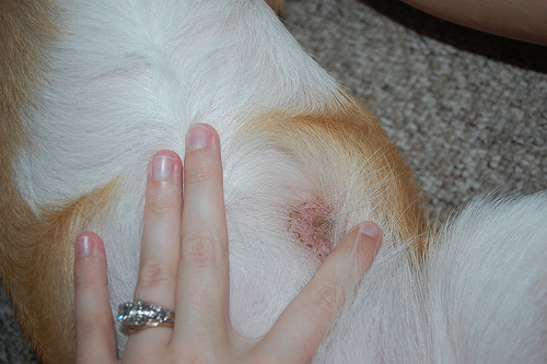 get rid of ringworm on cats