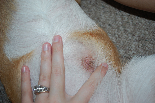 6 Ways To Get Rid Of Ringworm On Cats Fast | HowHunter