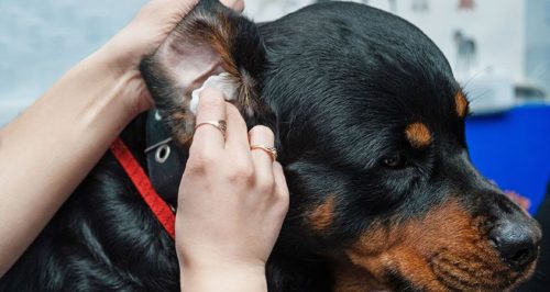dog ear Infection