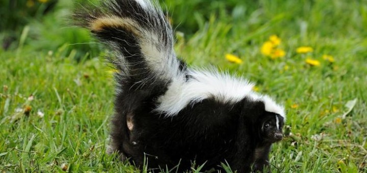 get rid of skunks in your yard