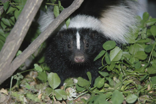 get rid of skunks under house