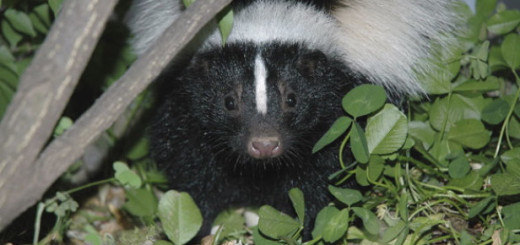 get rid of skunks under house