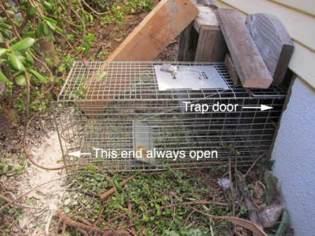 trap for skunks under house