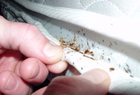 get rid of bed bugs in mattress