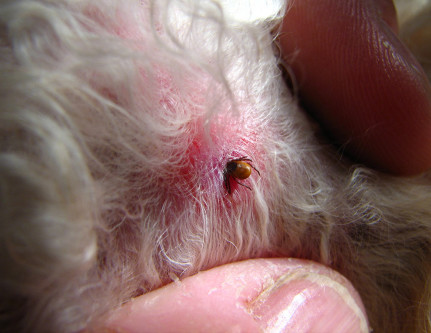 get rid of fleas on dogs