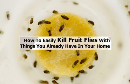 kill fruit flies in the house
