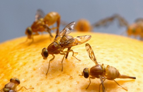 How To Get Rid of Fruit Flies in the House