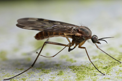 get rid of gnats in home