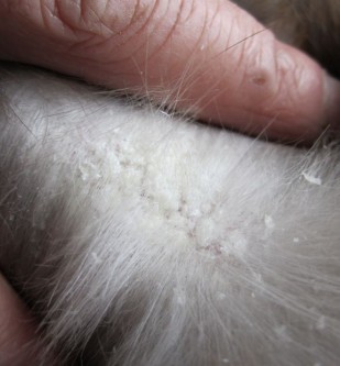 cat dandruff