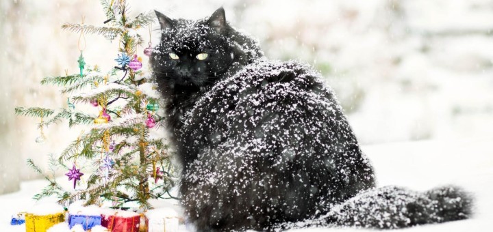 cat dandruff pictures