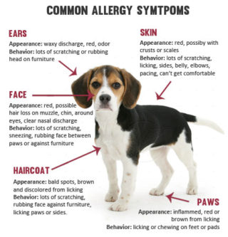 dog allergies