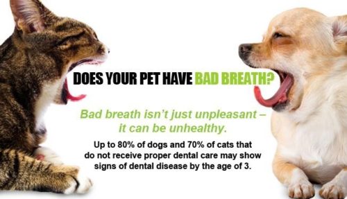 get rid of dog bad breath