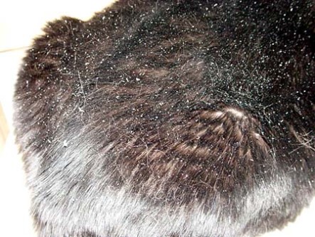 get rid of cat dandruff