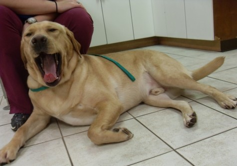 kennel cough dog