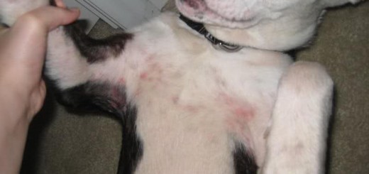 ringworm on dogs