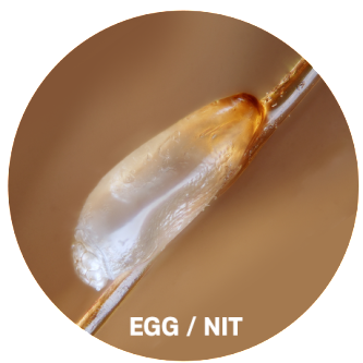 lice eggs pictures