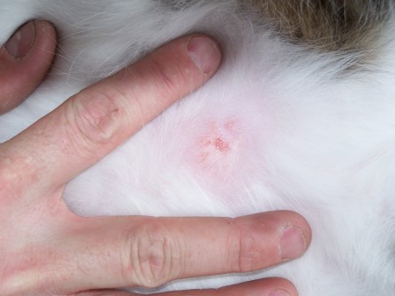 ringworm on cats pictures