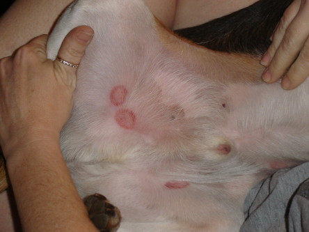 ringworm on dogs pictures
