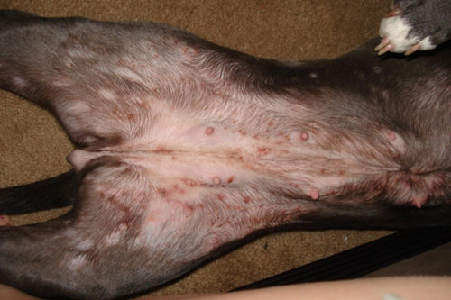 scabies on dogs