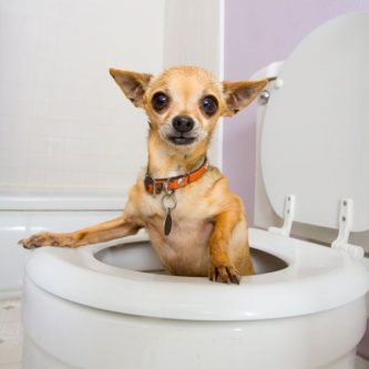 diarrhea In dogs