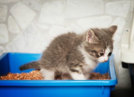 diarrhea in cats